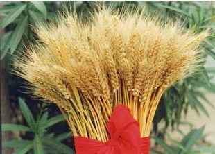 豫麥69號（新麥9號）